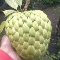 Gambar tanaman srikaya dari Mala Taman. undefined 1 Tokopedia