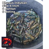 Gambar Indukan Lobster Air Tawar Konsumsi 5 inch dari Xiao Longxia undefined 5 Tokopedia