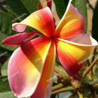 Gambar Bibit Stek Plumeria Hawaiian Flag Dipotong Fresh Dari Indukan dari BibitOnlines undefined 1 Tokopedia