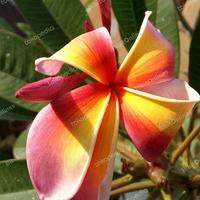 Gambar Bibit Stek Plumeria Hawaiian Flag Dipotong Fresh Dari Indukan dari BibitOnlines undefined 2 Tokopedia