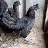 Gambar ayam kampung kate cimahi dari ayamkampungapin undefined 3 Tokopedia