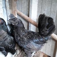 Gambar ayam kampung kate cimahi dari ayamkampungapin undefined 1 Tokopedia
