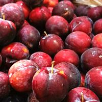 Gambar Buah Plum Australia Manis Fresh Alami Crunchy - 500 gram dari Sari Buah ID undefined 1 Tokopedia