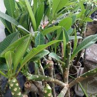 Gambar Bibit Tanaman Plumeria Putih Moragne Berakar - Belum Berakar dari BibitOnlines undefined 5 Tokopedia