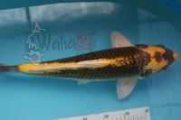 Gambar KOI Kabuto 45cm dari Waha86koi undefined 2 Tokopedia