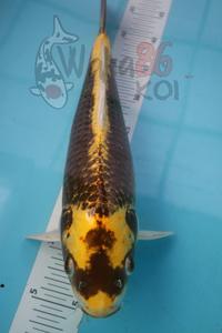Gambar KOI Kabuto 45cm dari Waha86koi undefined 3 Tokopedia