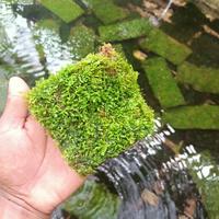 Gambar mos wiping clum aquascape dari renren aquascape undefined 1 Tokopedia