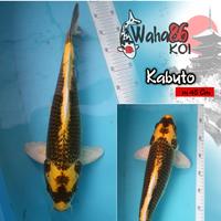 Gambar KOI Kabuto 45cm dari Waha86koi undefined 1 Tokopedia