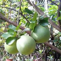 Gambar Jeruk bali aceh dari okestore35 undefined 1 Tokopedia