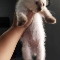 Gambar anakan kucing himalaya persia dari sagalaayashop05 undefined 4 Tokopedia