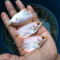 Gambar bibit ikan gurame padang ukuran nyilet dari Jual bibit ikan_NEW undefined 1 Tokopedia