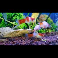 Gambar background aquarium terbesar tinggi 30cm /meter dari Arunika Berkah Niaga undefined 3 Tokopedia
