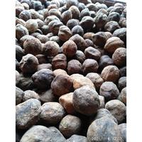 Gambar KEMIRI 1KG BUAH BIJI KEMIRI UTUH DENGAN BATOK / BENIH KEMIRI / MUNCANG dari PANGLIMA BIBIT undefined 1 Tokopedia