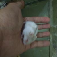 Gambar hamster camble dominan dari luak kampus petshop undefined 4 Tokopedia