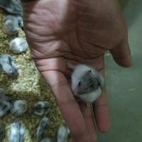 Gambar hamster camble dominan dari luak kampus petshop undefined 3 Tokopedia