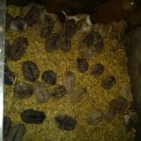 Gambar hamster camble dari luak kampus petshop undefined 1 Tokopedia