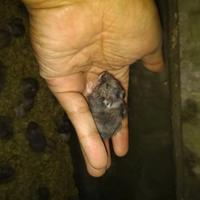 Gambar hamster camble dari luak kampus petshop undefined 4 Tokopedia