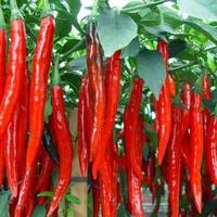 Gambar Bibit Tanaman Pohon Cabai Rawit Merah Benih Cabe 1pack ukuran 100mg - rawit hijau dari Grosirjakarta8 undefined 3 Tokopedia