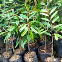 Gambar bibit pohon durian montong kaki 3 benih durian dari SINAR FLOWER undefined 1 Tokopedia