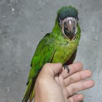 Gambar hans macaw 3bln skill ftm dari Yod Parrot undefined 3 Tokopedia