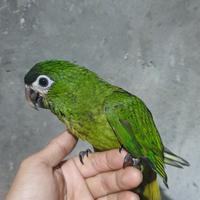 Gambar hans macaw 3bln skill ftm dari Yod Parrot undefined 4 Tokopedia