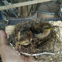 Gambar anak burung pentet dari luak kampus petshop undefined 1 Tokopedia