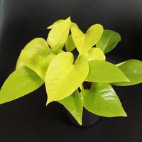 Gambar tanaman sirih kuning sirih gading srigading lemon love Daun dari Gita Rosalia Store95 undefined 5 Tokopedia