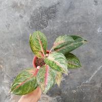 Gambar aglonema Mahameru dari Tukang Taman hijau undefined 1 Tokopedia