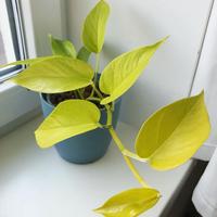 Gambar tanaman sirih kuning sirih gading srigading lemon love Daun dari Gita Rosalia Store95 undefined 2 Tokopedia