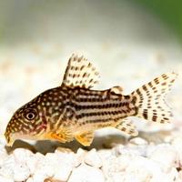 Gambar Ikan Corydoras Sterbai Aquascape Ikan Sapu Sapu Pembersih Aquarium dari Sauris Discus Aquarium undefined 1 Tokopedia
