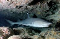 Gambar Hiu Sirip Putih (Hiu White Tip / White Tip Shark) dari Jem's Aquascape and Reef undefined 1 Tokopedia
