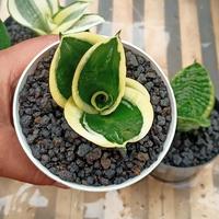 Gambar Sansevieria Lidah mertua mini - Hijau, pot 10 cm dari Arfan Plant undefined 2 Tokopedia
