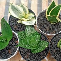 Gambar Sansevieria Lidah mertua mini - Hijau, pot 10 cm dari Arfan Plant undefined 5 Tokopedia