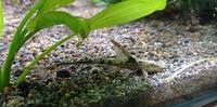 Gambar Sturisoma Panamense / Ikan Sapu Helikopter - 4 Cm dari Bon-Lauk undefined 3 Tokopedia