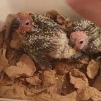 Gambar sun conure baby dari all brothers undefined 1 Tokopedia