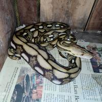 Gambar tiger classic dwarf 39,6 dari bralingexoticpets undefined 4 Tokopedia