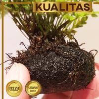 Gambar Pakis Air Tanaman Air Aquascape Media Wabikusa Low CO2 Hias Aquarium dari renbodash undefined 4 Tokopedia