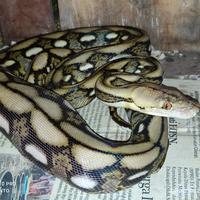 Gambar tiger classic dwarf 39,6 dari bralingexoticpets undefined 1 Tokopedia