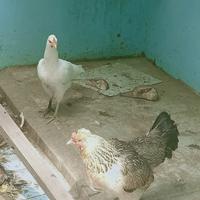 Gambar Ayam Unik Jari Kaki Lima/ Ayam Betina Unik/ Ayam Kampung dari nurashoping undefined 4 Tokopedia