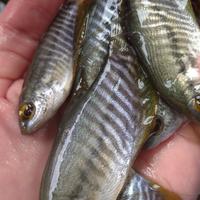 Gambar Bibit ikan sepat siem 1-2 jari dari Asya Shop05 undefined 1 Tokopedia