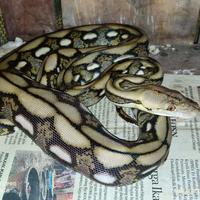 Gambar tiger classic dwarf 39,6 dari bralingexoticpets undefined 2 Tokopedia