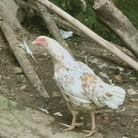 Gambar Ayam Unik Jari Kaki Lima/ Ayam Betina Unik/ Ayam Kampung dari nurashoping undefined 1 Tokopedia