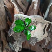 Gambar Anubias Nana Aquascape Tanaman Anubias Nana dari Sauris Discus Aquarium undefined 2 Tokopedia