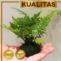 Gambar Pakis Air Tanaman Air Aquascape Media Wabikusa Low CO2 Hias Aquarium dari renbodash undefined 2 Tokopedia