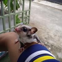 Gambar sugar glider grey het leu dari Kaliandra pets undefined 1 Tokopedia