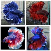 Gambar ikan cupang halfmoon rosetail Sepasang / cupang hm Siap Kawin dari mimin barokah11 undefined 2 Tokopedia