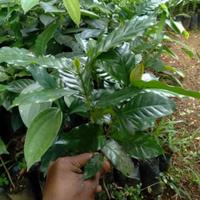 Gambar Bibit kopi unggulan arabika varietas ateng tinggi 30-40cm dari Kebun Organik Nusantara undefined 2 Tokopedia