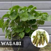 Gambar Benih Biji WASABI Japanese Import dari papa_shoop undefined 1 Tokopedia