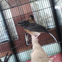 Gambar murai batu medan trotol jantan dari jare sopo? undefined 1 Tokopedia