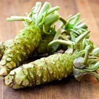Gambar Benih Biji WASABI Japanese Import dari papa_shoop undefined 2 Tokopedia
